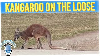 Pet Kangaroo Ran Loose After Parrot Set it Free