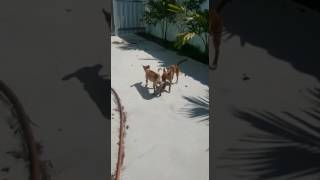 New! Teacup chihuahua mating part 3