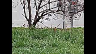 ROBINS FIGHTING or Mating