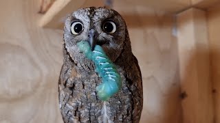 Свежие сочные гусеницы для маленьких сов. Зелёное!