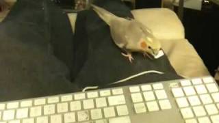 Cockatiel stealth keyboard attack