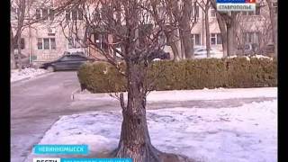 14 февраля в Невинномысске "выросло" Дерево любви