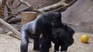 ZOO Prague - Gorillas - 29.10.16 IV