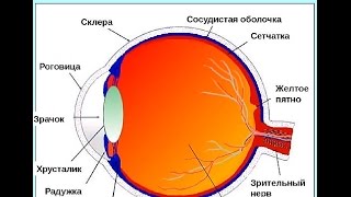 Краснов М С  Вебинар 2016 10 10 Глаза, травмы, катаракты
