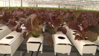 Teshuva Agricultural Projects- Hydroponics