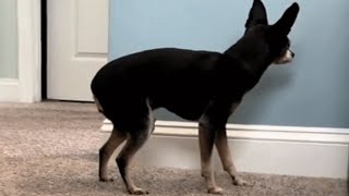 Dog with dementia behaves in heartbreaking way