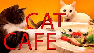 BEST PLACE IN THE WHOLE WORLD! Vilnius Cat Cafe