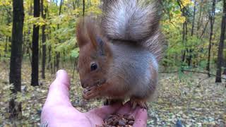 Покормил Того Самого бельчонка / I Fed That squirrel