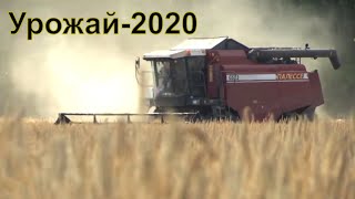 Уборочная-2020. Молодые комбайнеры о своей работе. Чем кормят в поле?