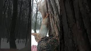 Главное, что белке удобно / The main thing is that the squirrel is comfortable