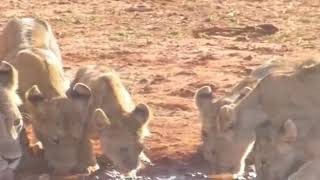 Tanta sete per questa famiglia di leoni. Safari Tsavo East Discovery Kenya