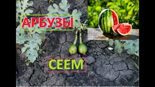 Арбузы сеем по новому Бахча на даче