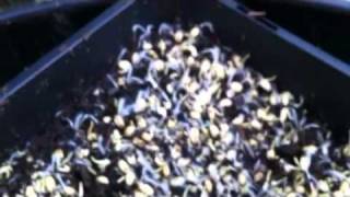 Jesus Germinando Pasto de Trigo