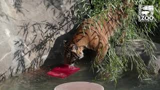 Tigers Get Enrichment International Tiger Day - Cincinnati Zoo