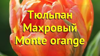 Тюльпан махровый Монте Орендж. Краткий обзор, описание характеристик Monte orange