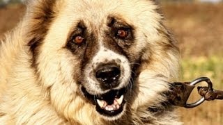 5 of the BIGGEST & BEST GUARD DOGS in the world!