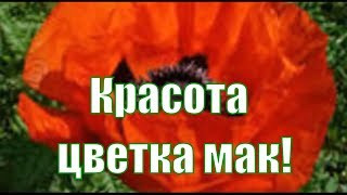 Цветы МАКИ - это красный красивый цветок мака !