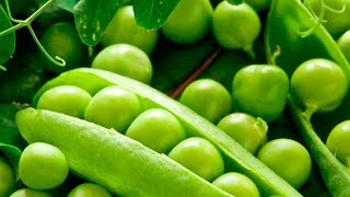 Урожай гороха на грядке / Harvest peas in the garden