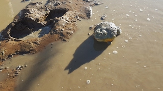 Giant Bullfrogs Surprise Attack