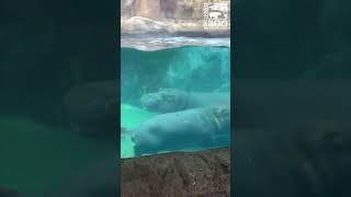 Hippo Fiona Going Crazy with Mom - Cincinnati Zoo #shorts