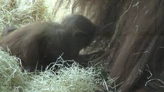 orang utans - only for adults!