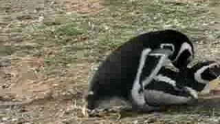 Mating Penguins