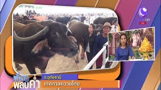 สีสัน..“เทศกาลควายไทย” จ.อุทัยธานี