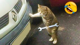 Funniest Dogs And Cats Videos - Best Funny Animal Videos Of The 2021 ????