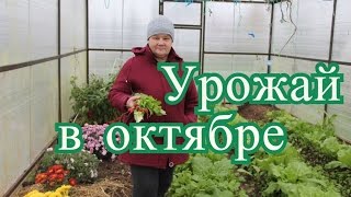 Урожай в октябре: овощи, ягоды, зелень, цветы. (18.10.2016)
