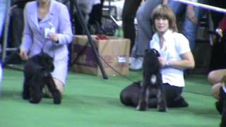 DogStatus.ru: Памяти Сабанеева-2010, бэст беби и щенков