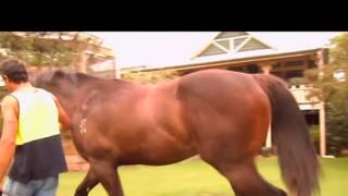 STRATUM x Kitty Cash Colt