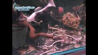 Сом оринокский краснохвостый (Phractocephalus hemiliopterus)