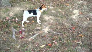 Training Sissy to hunt squirrels, she is a Feist dog, 3 months old.