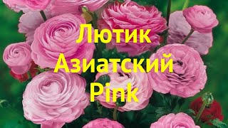 Лютик азиатский Пинк. Краткий обзор, описание характеристик ranunculus asiaticus Pink