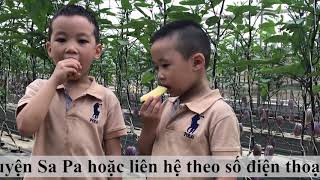 Dưa Pepino được trồng theo công nghệ thủy canh hiện đại, trồng sạch