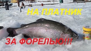 ФОРЕЛЬ В МАРТЕ НА ЖЕРЛИЦЫ С ПАСТОЙ! TROUT 2017. SPRING AREATROUT