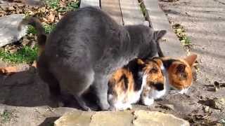 Gatos apareándose