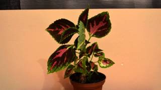 Колеус оживает после полива Coleus is coming alive after watering