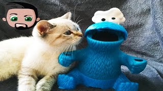 VLOG: Samira lernt Play Doh Krümelmonster kennen! Spiel mit mir Kinderspielzeuge mit Katze & Kaan
