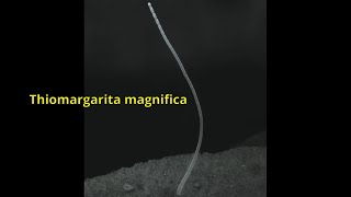 Thiomargarita magnifica – the largest bacteria ever found