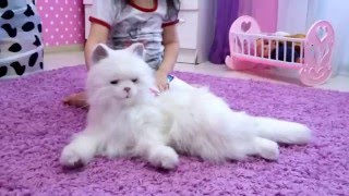 Интерактивная игрушка кошка Лулу FurrealFriends Hasbro
