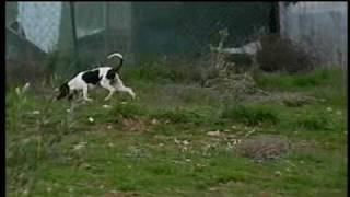 migdonia thessaloniki greece sabueso espanol ΛΑΓΟΣΚΥΛΑ