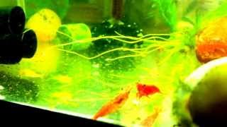 My Aquarium Red cherry shrimp fighting over half bitten guppy fry