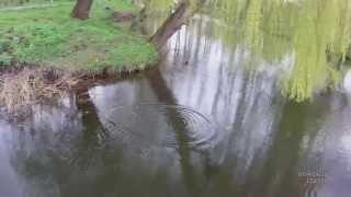 skipping cast,Abu Garcia ambassadeur REVO LT