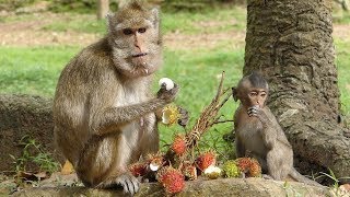 Baby Lori Monkey Eating Food With Mom