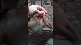 Учу белку новому трюку / Teaching a squirrel a new trick