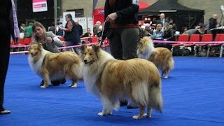 Rough Collie International Dog Show Genk (BE) 12.03.2016 (part 2of2)