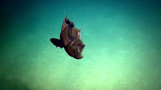Enigmatic Vampire Squid - 2014 | Nautilus Live (Remastered!)