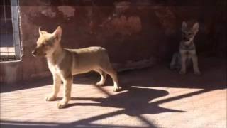 Czechoslovakian Wolfdog video 3.15 DogCenter