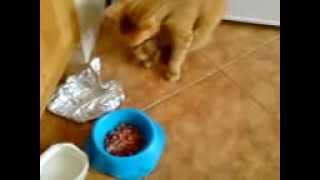 Funny Cat - Zabawny kot ktory jje reka